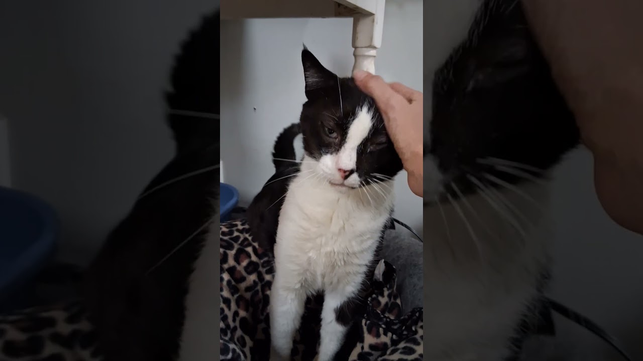 Enlarge Win, an adopted Domestic Short Hair in Spartanburg, SC video 2/6