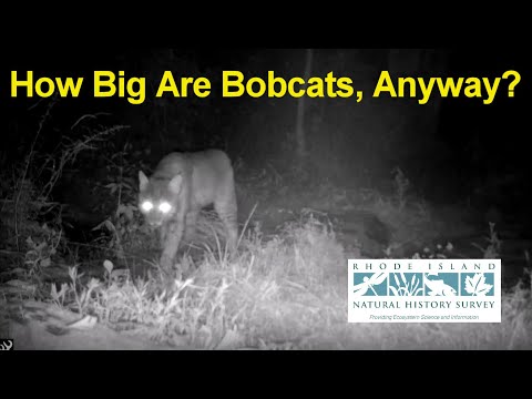 How Big Are Bobcats, Anyway?