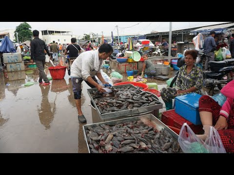 Amazing Big Site Distribute SeaFood, Fish & More Food @Prek Phnov Bridge - Morning Fish Market Scene