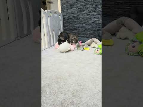 Video 1