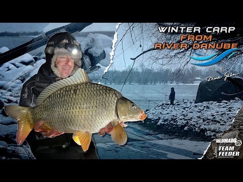 Döme Gábor - Pontyhorgászat a Dunán januárban