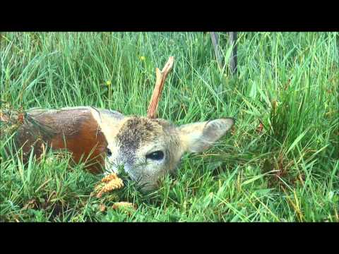 2 Böcke und 1 Sau auf der Pirsch erlegt