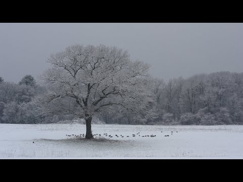 Morning Walk in the Snow to Calm Your Mind | Music Playlist