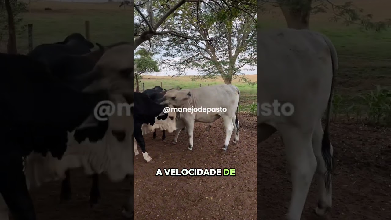 100º CONFINAMENTO GRÃO INTEIRO #manejodepasto #confinamento #grãointeiro