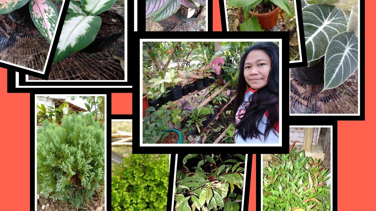 BULAKLAK NA HINDI NAMUMULAKLAK | Vc Tvlog Official