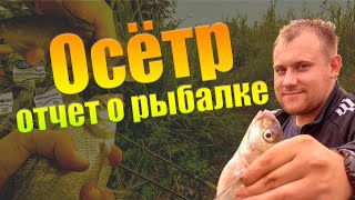 Рыбалка на реке осетр в зарайске