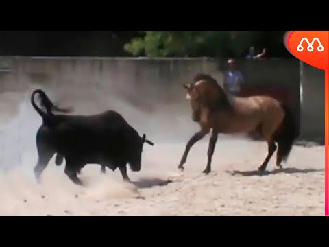 , title : 'TOURO vs CAVALO:  QUEM VENCE ESSA LUTA? Bull x Horse Fight Real'