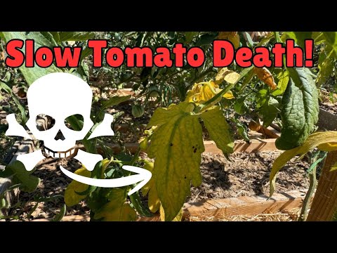 Fusarium-Welke bei Tomaten: Symptome und Lösungen