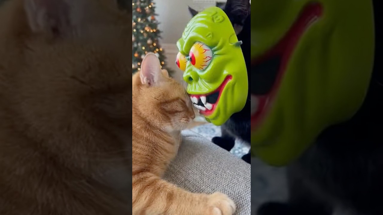 A Cat Meets Pure Horror