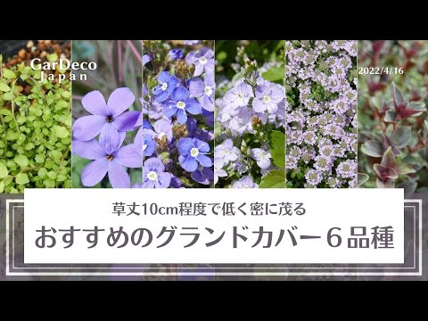 最高の常緑グランドカバー トピックス