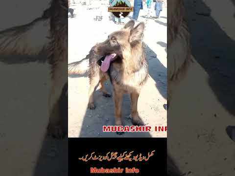 German shepherd double cote-ted