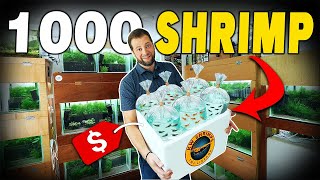 I Bought 1,000 Shrimp from Singapore! (What’s Inside?)