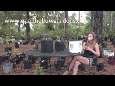 download lagu mp3 mp4 Tamukeyama Japanese Maple Full Sun, download lagu Tamukeyama Japanese Maple Full Sun gratis, unduh video klip Tamukeyama Japanese Maple Full Sun