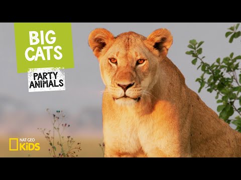 Big cats - party animals