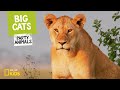 Big Cats | Party Animals