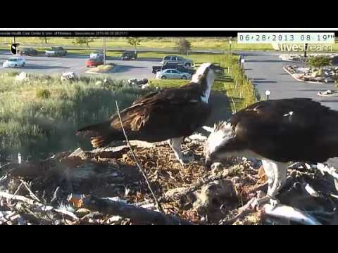 Hellgate Osprey cam June 28 13 huge fish brought in