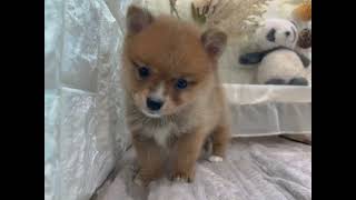 ハーフ犬の動画01