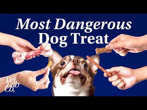 Can Dogs Eat Bones? Vet Exposes the Terrifying Truth You Need to Know!