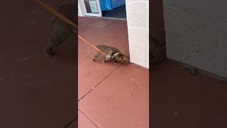 ヤダヤダ！ブルドック君　　#わんくん #わんちゃん