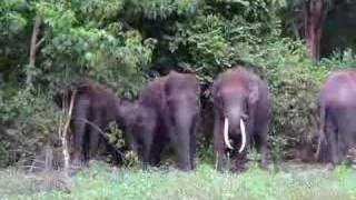 preview picture of video 'Indian Wildlife ( Elephant  )'