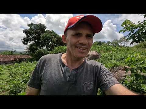 Colhemos feijão verde na  roça  Bom Jardim PE