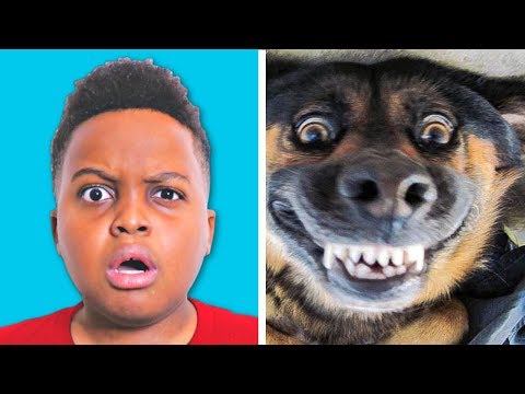FUNNIEST ANIMALS SKITS 🐶Try Not To Laugh - Shiloh and Shasha - Onyx Kids
