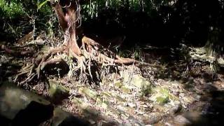 preview picture of video 'Sri Lanka,ශ්‍රී ලංකා,Ceylon,Jungle Tree Roots'