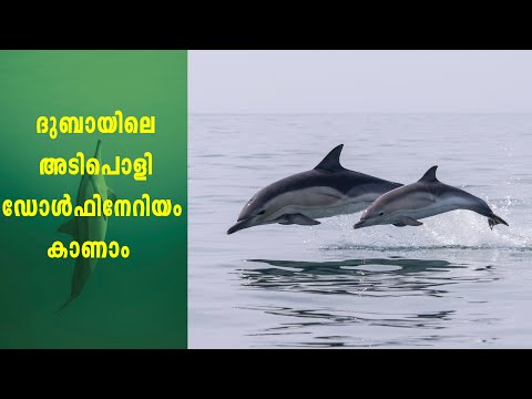 ദുബായിലെ ഡോൾഫിനേരിയം കണ്ടിട്ടുണ്ടോ? One of the most beautiful tourist visits in Dubai
