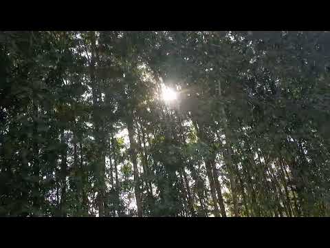 Siyani Mega Ep 56 - [ Eng Sub ] - Anmol Baloch - Mohsin Abbas Haider Saniya Shamshad - 18th Oct 2022