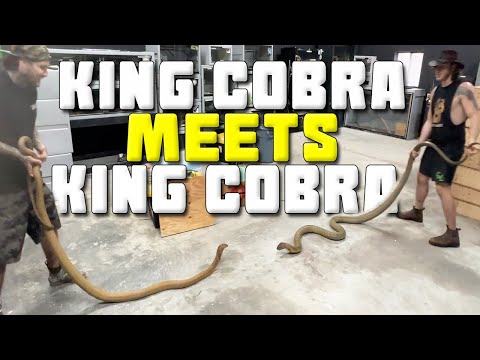 RUSTY MEETS KEVIN! @ChandlersWildLife