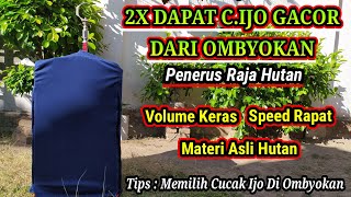 Download lagu The second Cucak Ijo, the King of the Forest, has been found and is singing straight from the com... mp3