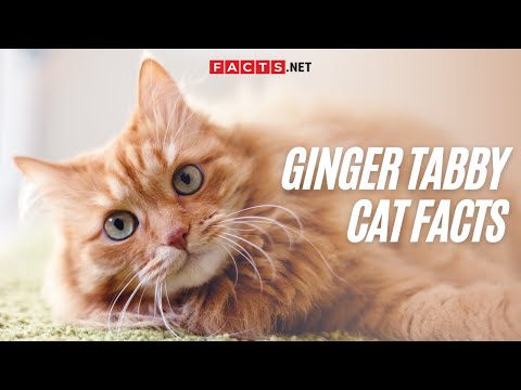 Ginger Tabby Cat Facts Too Adorable To Miss