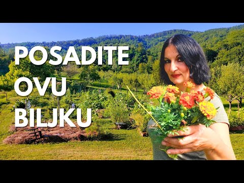 Marigold Against NEMATODES