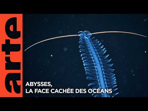 Abysses, la face cachée des océans - Extrait | Documentaire | ARTE
