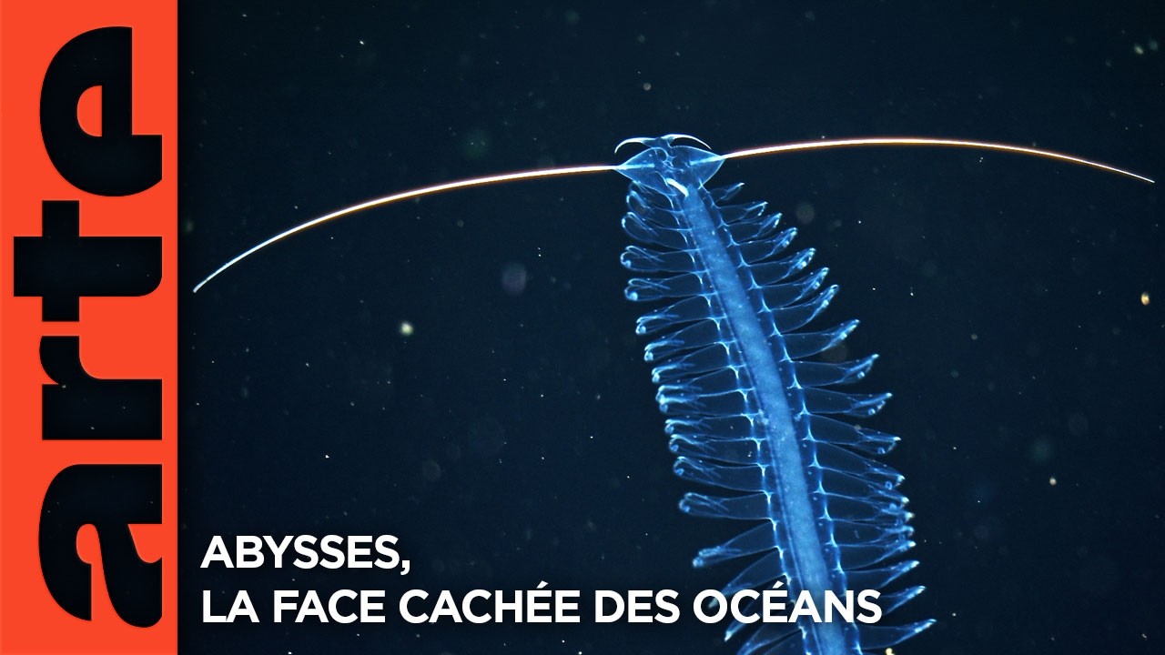 Miniature de la vidéo Abysses, la face cachée des océans - Extrait | Documentaire | ARTE du film Abysses, la face cachée des océans