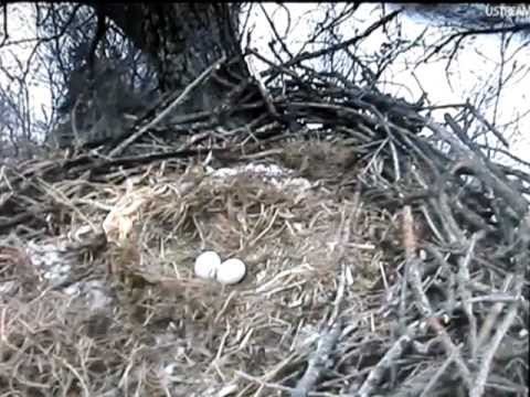Bald Eagle Nest - Decorah, Iowa 02-21-2012; 1019am (3min 42sec)