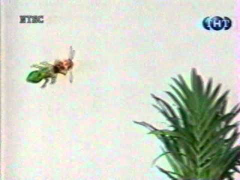 Amazing Animals Outro [ТНТ] (1998)