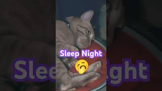 2026/6/1_93 貪睡SV #橘ひなの #橘貓 #橘猫 #貓咪日常 #cat #cute #貓貓日常 #貓貓 #可愛い猫 #貓咪 #sleep