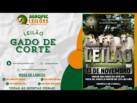 agropecleiloes.com LEILÃO GADO DE CORTE | TERRA PRÓSPERA LEILÕES-ALVORADA-TO 13/11/2025