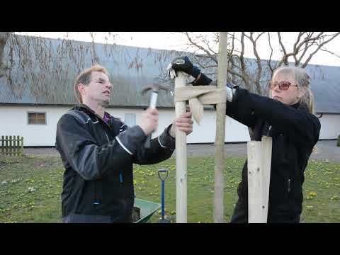 PLANTERA TRÄD - tips och råd