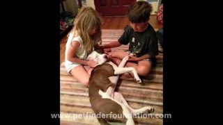 About the Petfinder Foundation