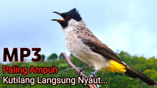 Download lagu PALING AMPUH...! Suara Burung Kutilang Gacor Cocok Untuk Masteran Dan Pikat mp3
