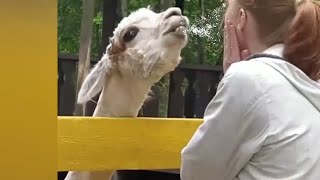 Download the video "Very Funny Random Memes Number 2"