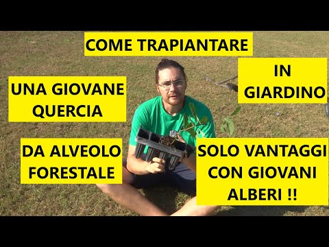 Come trapiantare in giardino una giovane quercia dall'alveolo forestale | Tutorial Giardinaggio
