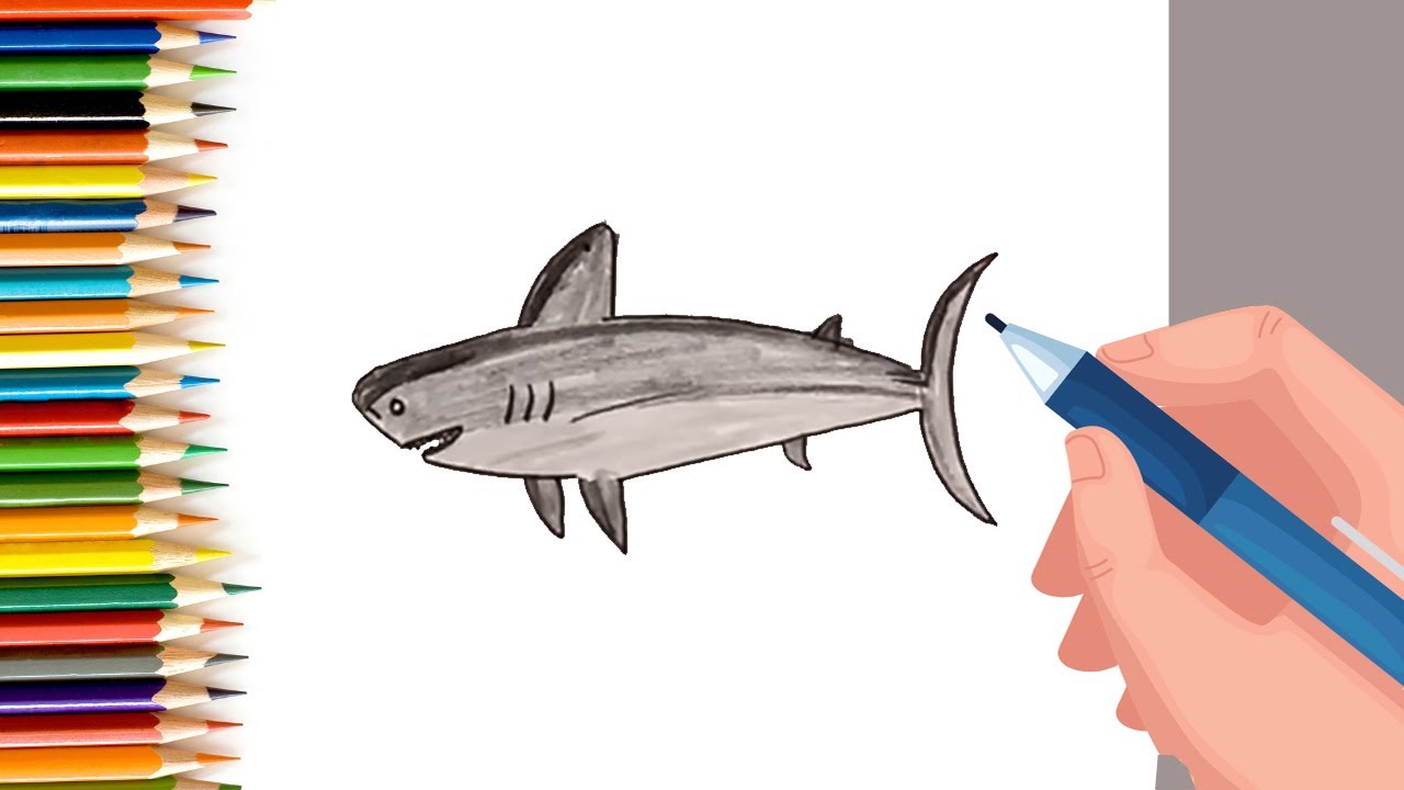 How to draw shark