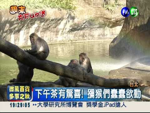 萬聖節南瓜大餐! 獼猴口水直流