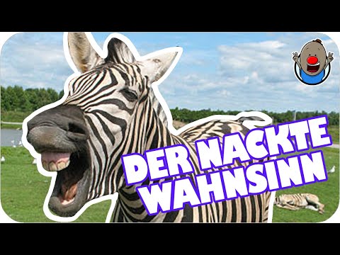 If Animals Could Talk 5 | Sheer Madness