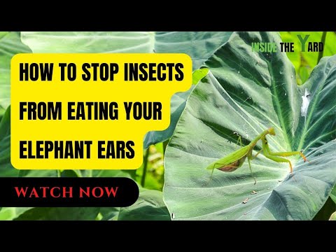 [ 4 Expert Recommendations ] How to Stop Insects from Eating My Elephant Ears
