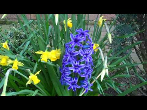 Springtime in Darrington April 2010