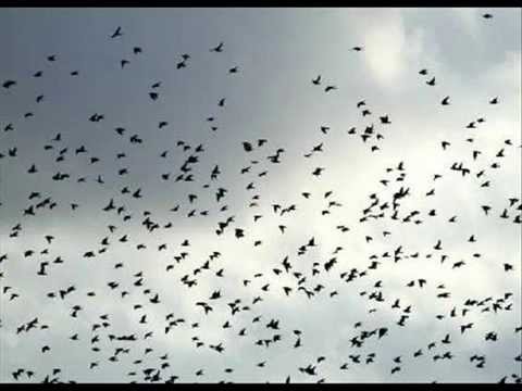 gheteye(  sar ) ,  tar : vahid hassanzadeh